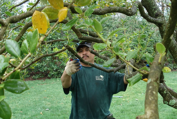 landscape-care-pruning
